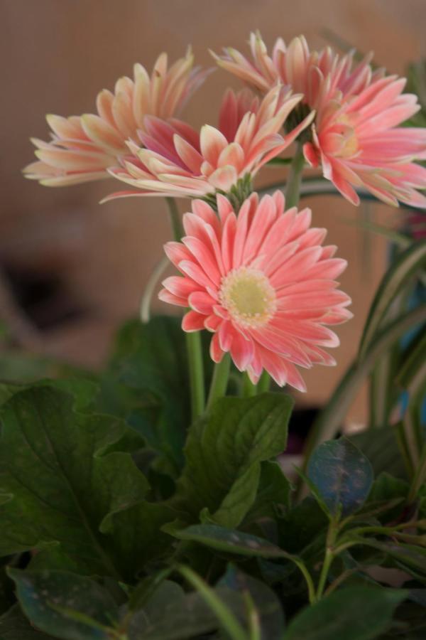 Bed & Breakfast Lighea Giardini Naxos Esterno foto
